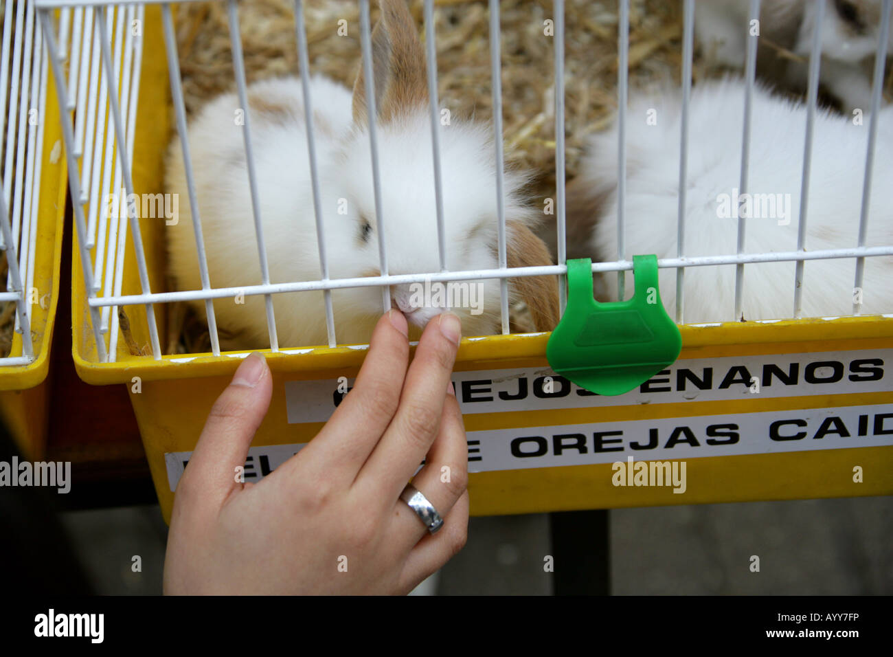Pet Rabbits for Sale on a Market Stall in La Rambla, Barcelona, Spain
