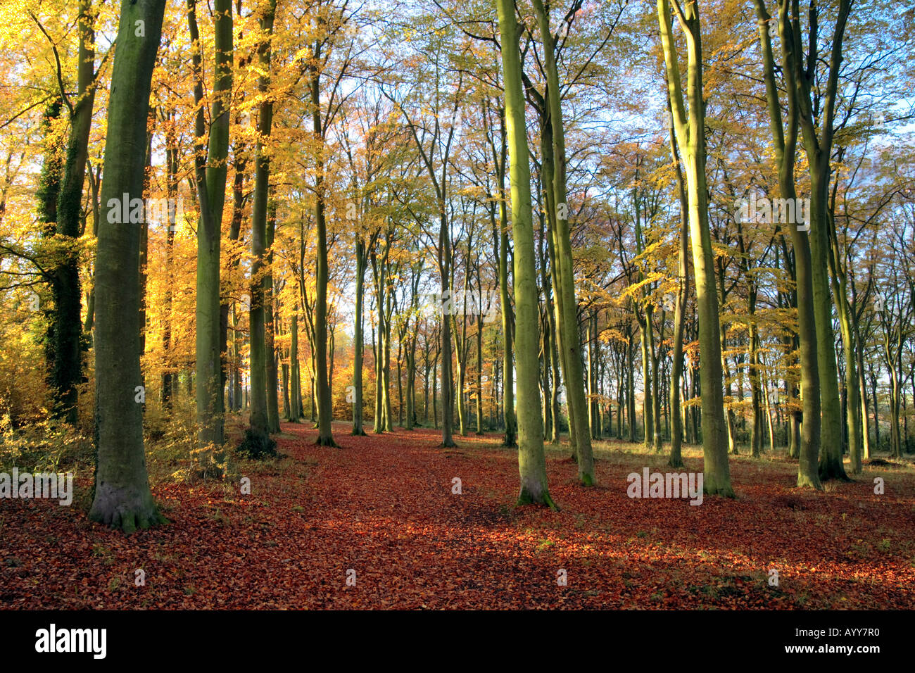 "Beechwoods cambridge" in Autumn Stock Photo