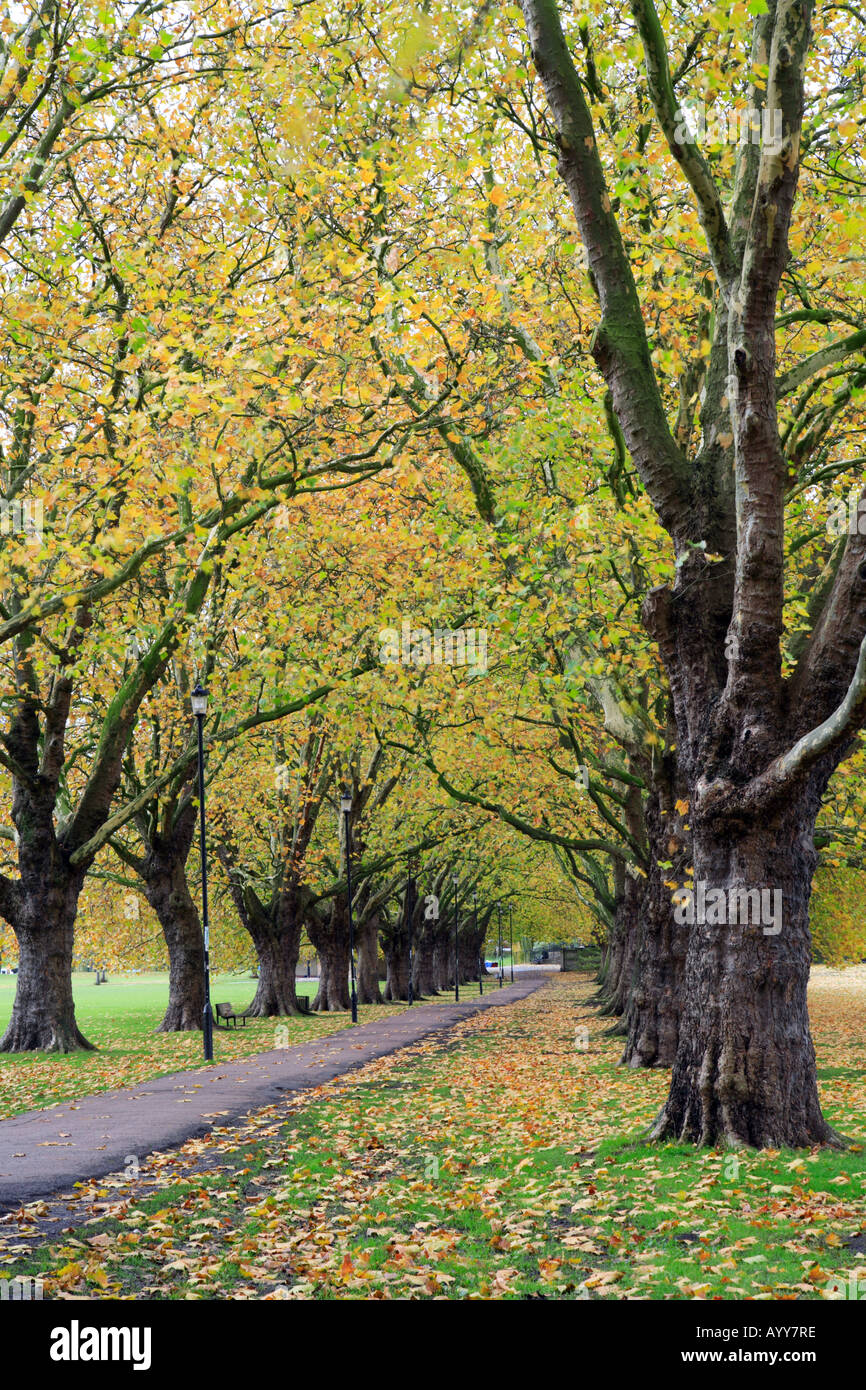 Midsummer common avenue of trees Cambridge Stock Photo Alamy