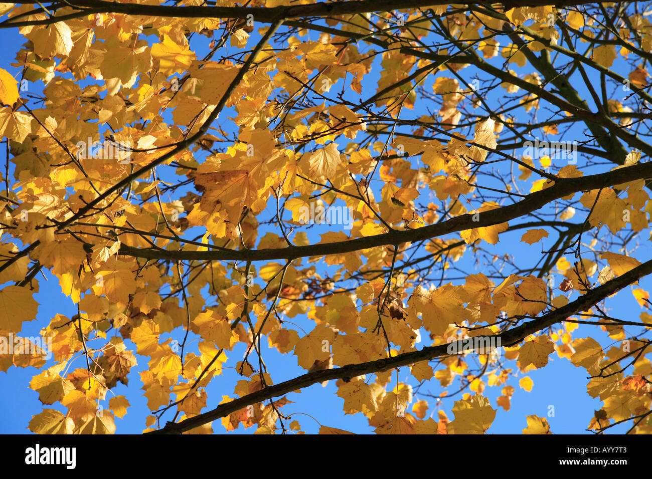 "Yellow" Autumn leaves Sycamore tree and branches Stock Photo Alamy