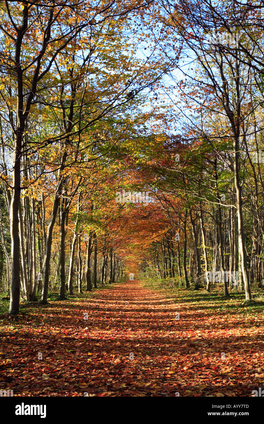 Wandlebury Park Cambridge "Avenue" of beech trees in "Autumn". Stock Photo