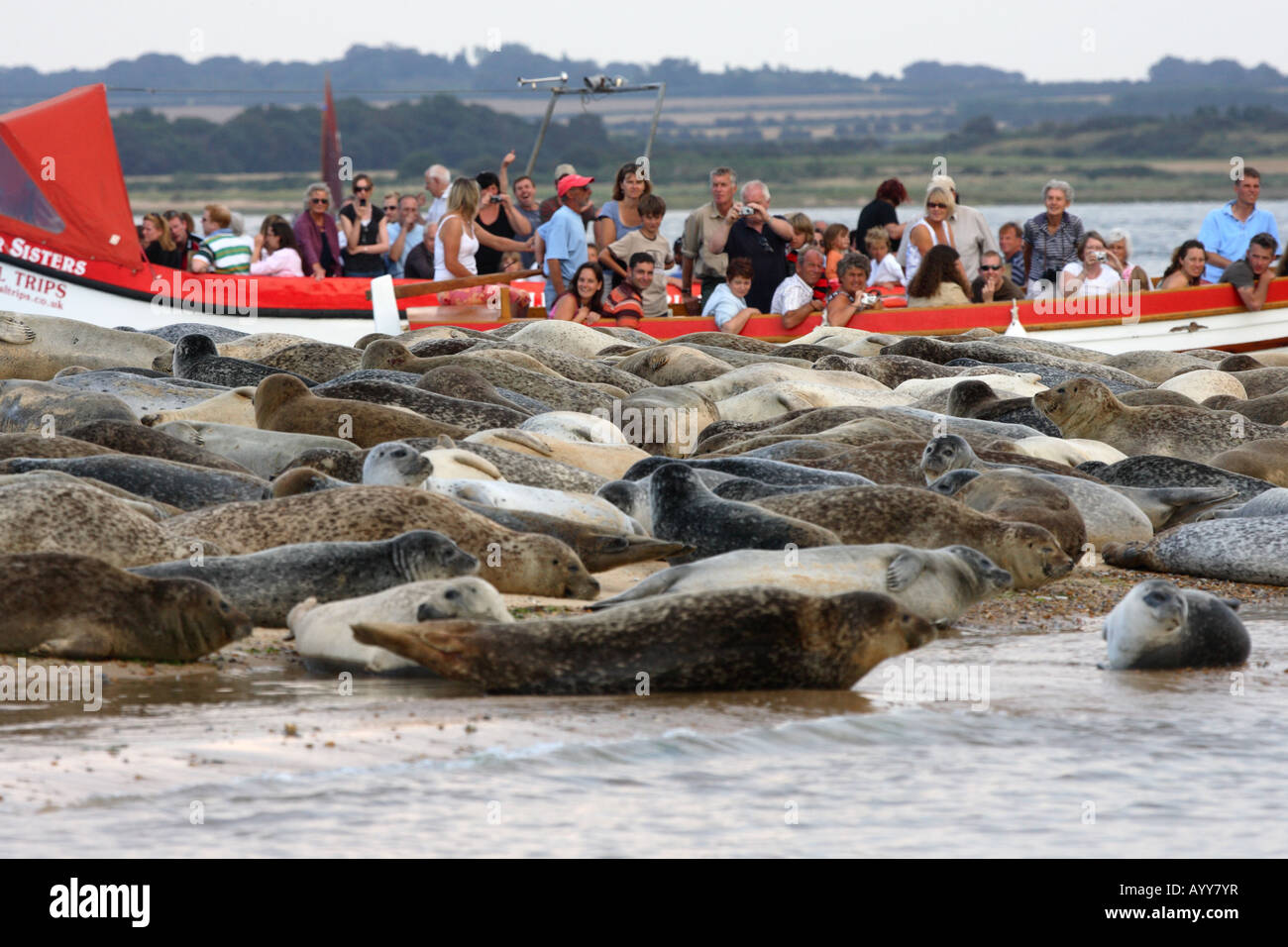Seal watching boats blakeney point hires stock photography and images