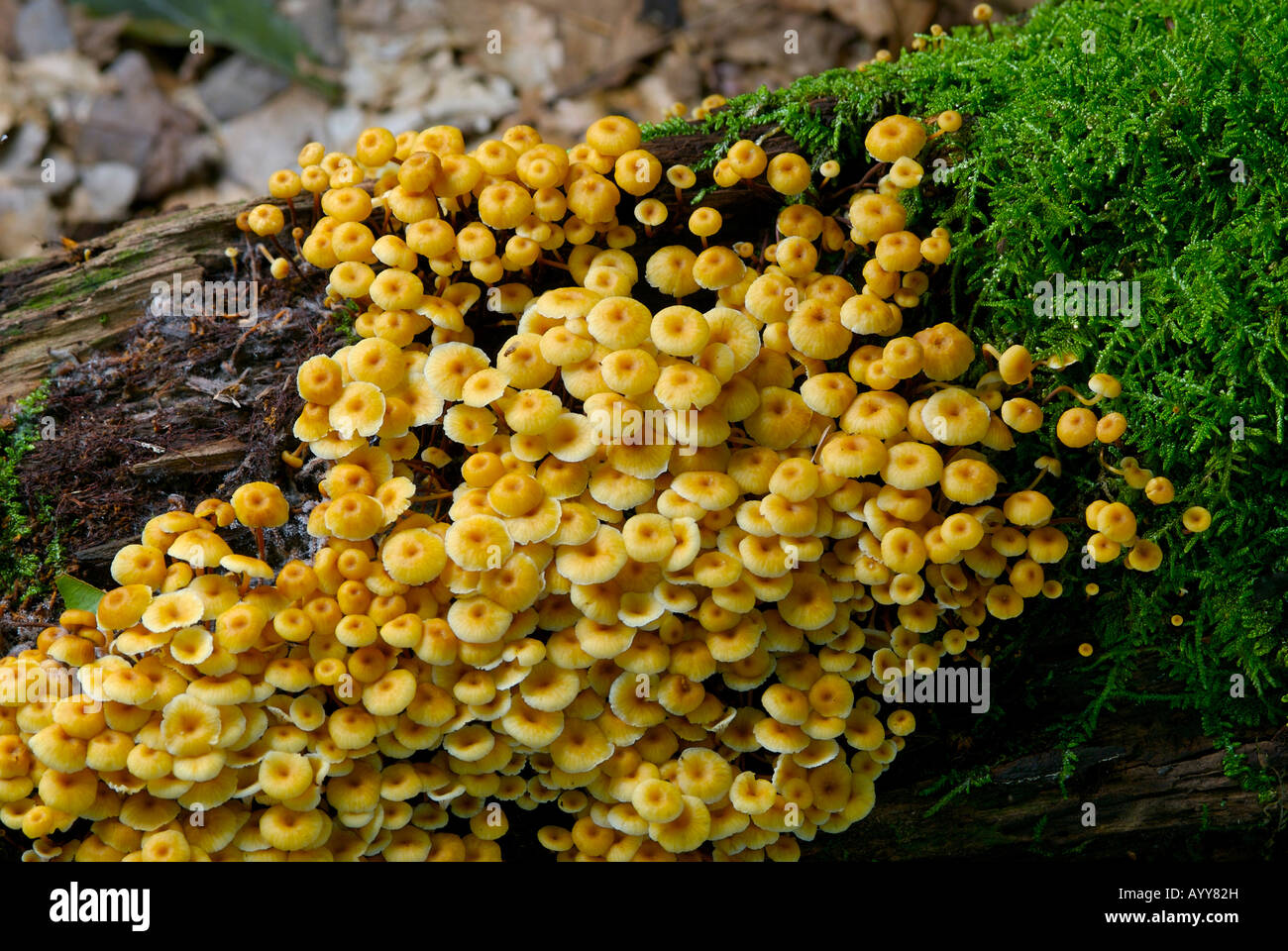 Xeromphalina campanella mushroom cluster on hemlock log, Monongahela
