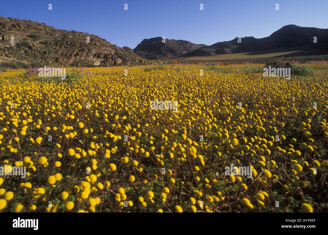 Beautiful spring flowers in Namaqualand South Africa Stock Photo Alamy