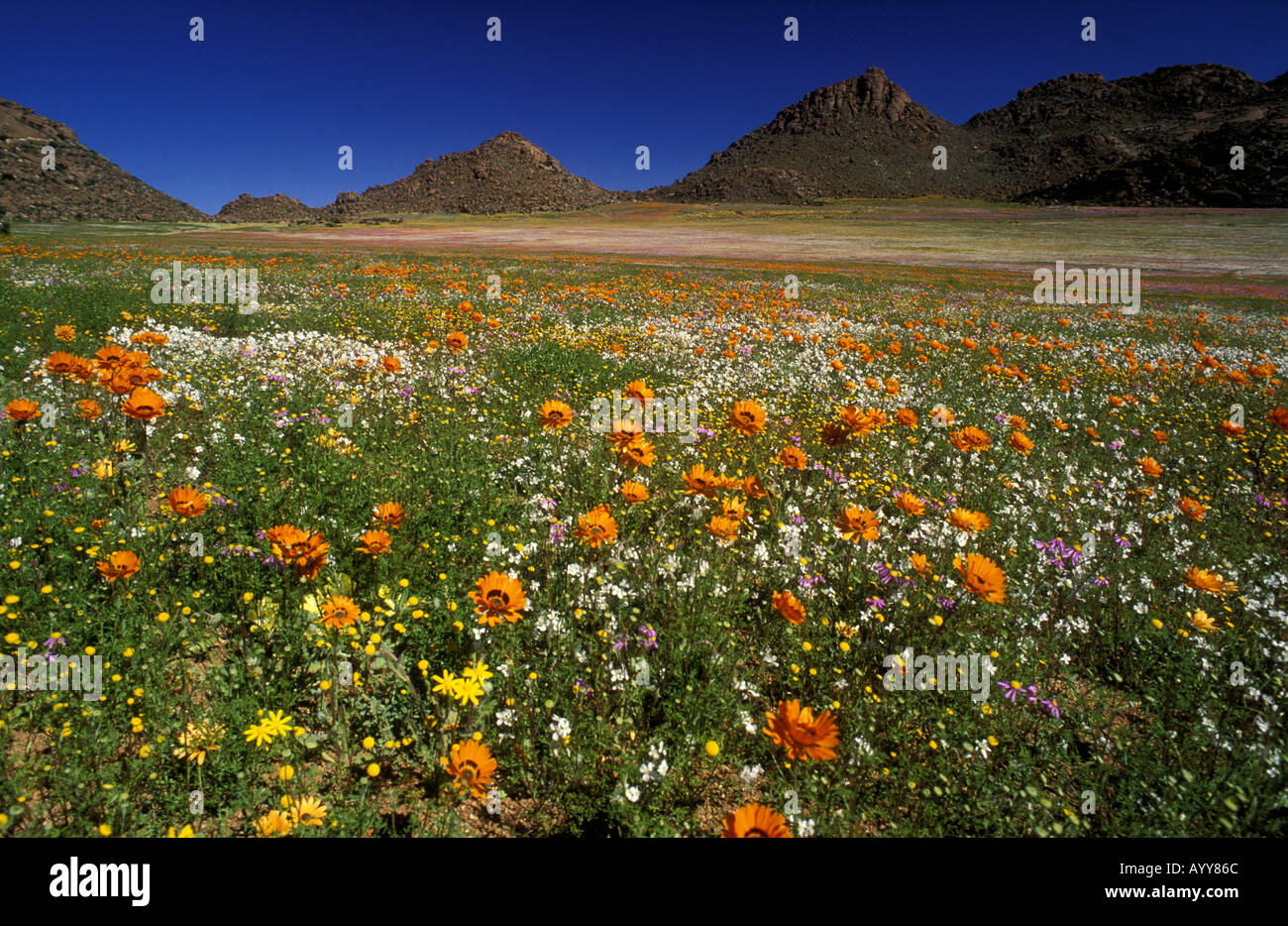 Beautiful spring flowers in Namaqualand South Africa Stock Photo Alamy