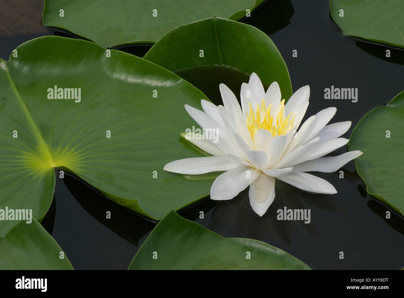 Fragrant White Water Lily [Nymphaea odorata] growing in Ohio pond, native North American wildflower Stock Photo