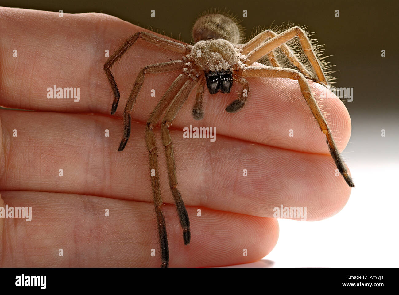 spider on a hand Stock Photo