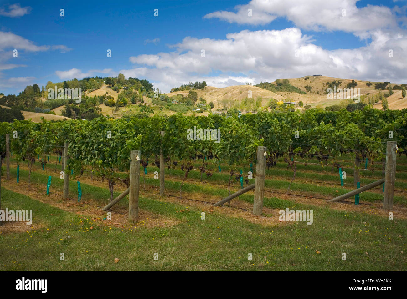 Vineyard, Hawkes Bay, North Island, New Zealand Stock Photo
