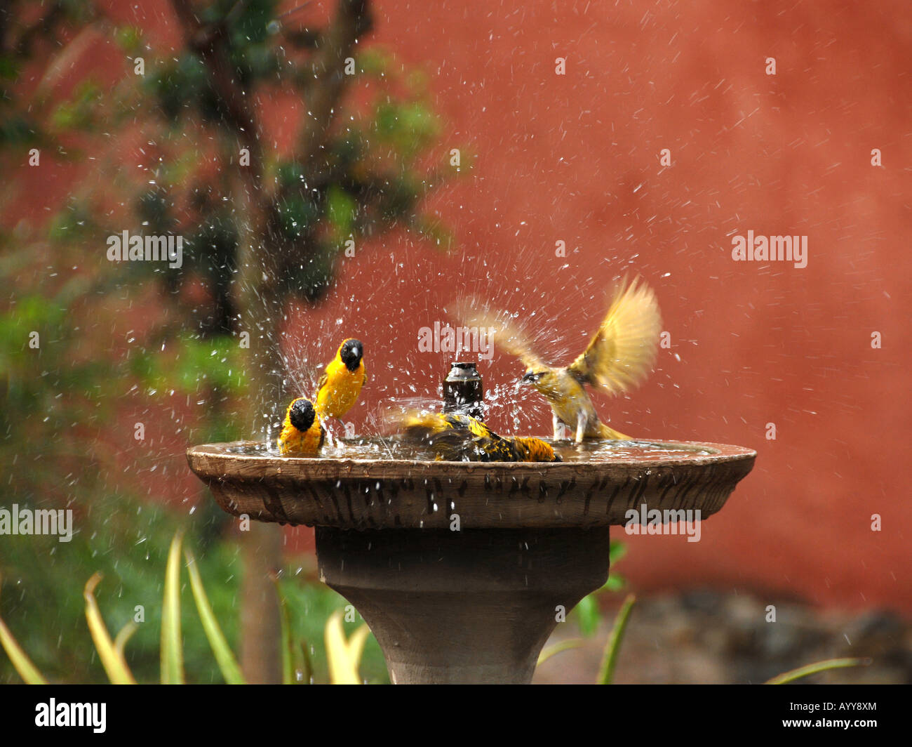 Birds taking a warm bath Stock Photo Alamy