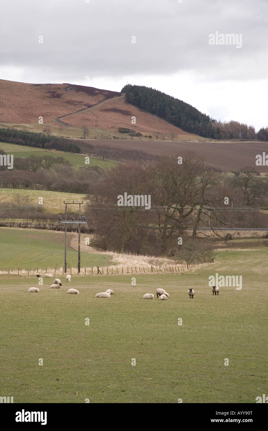 Rural fields, Glanton, Northumberland, England Stock Photo Alamy