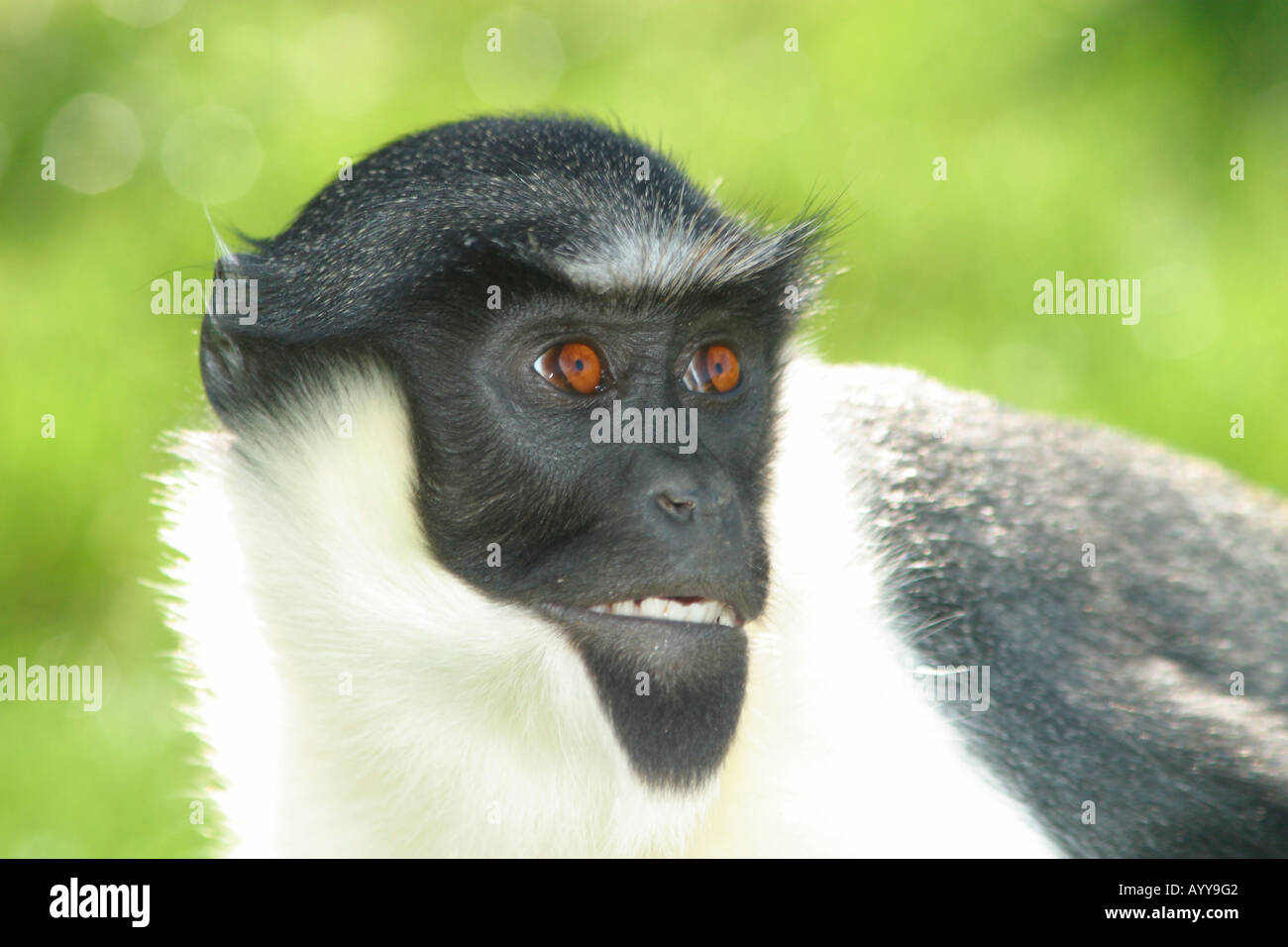Portrait of Diana Monkey (Cercopithecus diana) Stock Photo