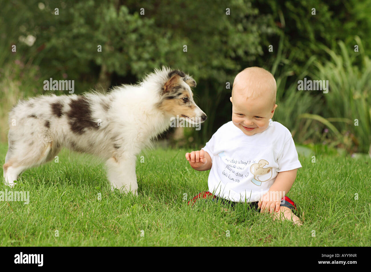 small boy and Australian Shepherd puppy on meadow Stock Photo
