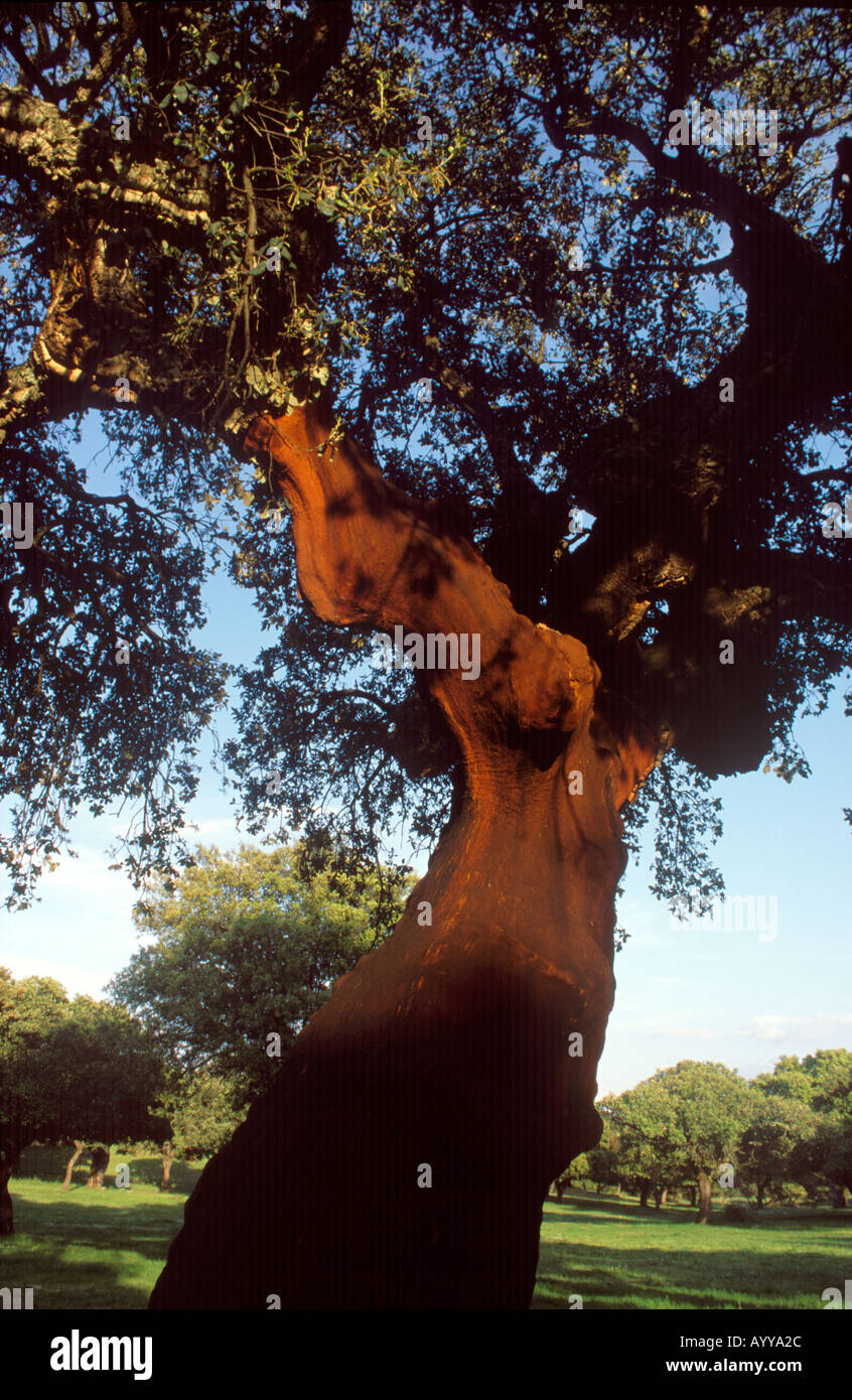 Cork oak Extremadura Spain Europe Stock Photo