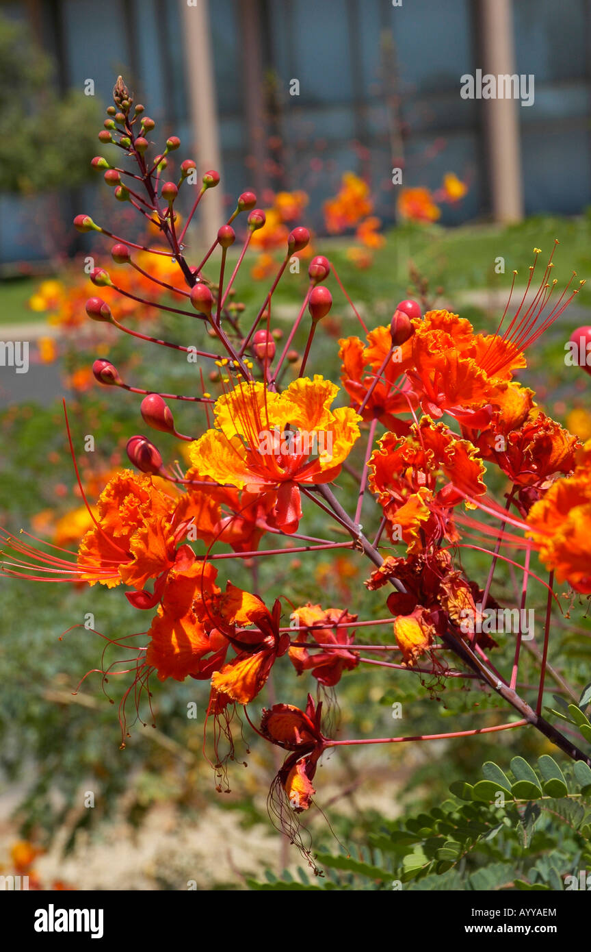colorful flower on ASU campus Tempe AZ Stock Photo Alamy