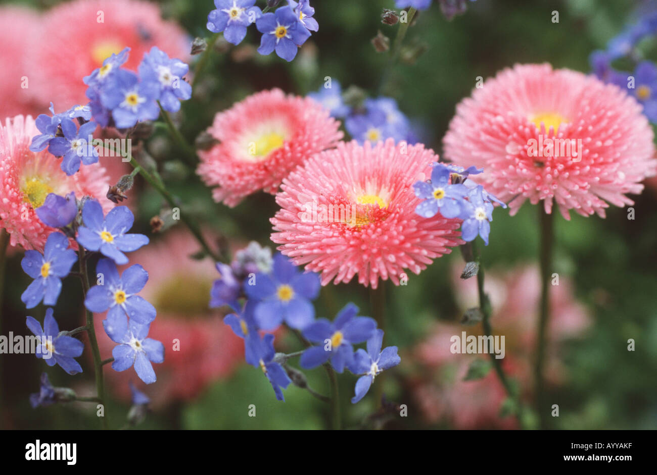common daisy, lawn daisy, English daisy (Bellis perennis), garden form with Myostis sylvatica Stock Photo