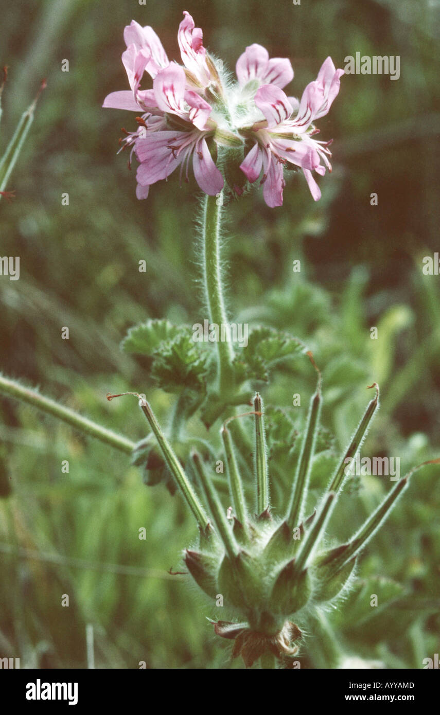 atomic snowflake geranium, Rose-scented Geranium, Scented Geranium, (Pelargonium capitatum), inflorescence and infructescence Stock Photo