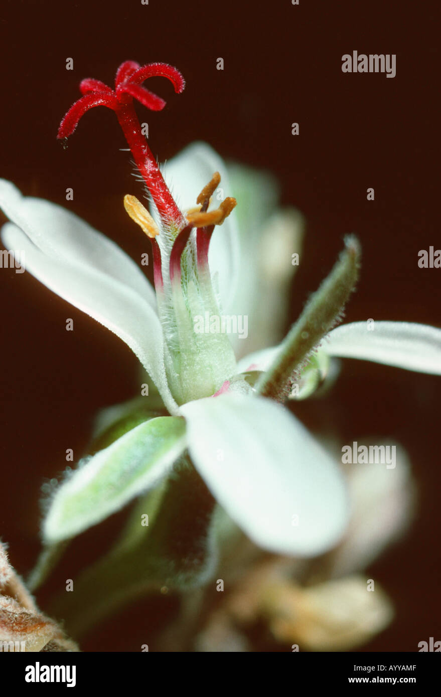 Carnosum Geranium (Pelargonium carnosum), inflorescence and infructescence Stock Photo
