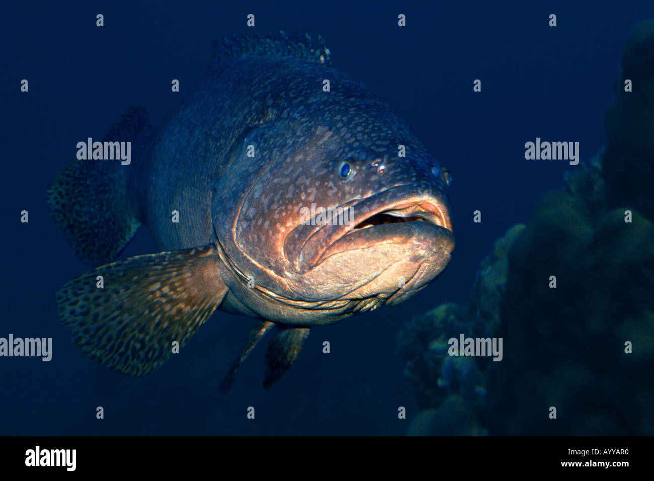 white grouper (Epinephelus aeneus), from the front Stock Photo