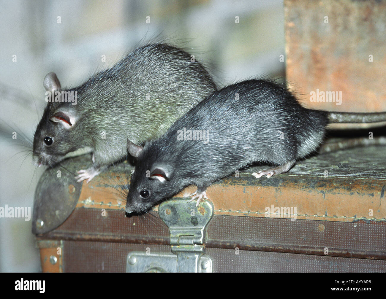 black rat, roof rat, house rat, ship rat (Rattus rattus), two animals on an old suitcase Stock Photo