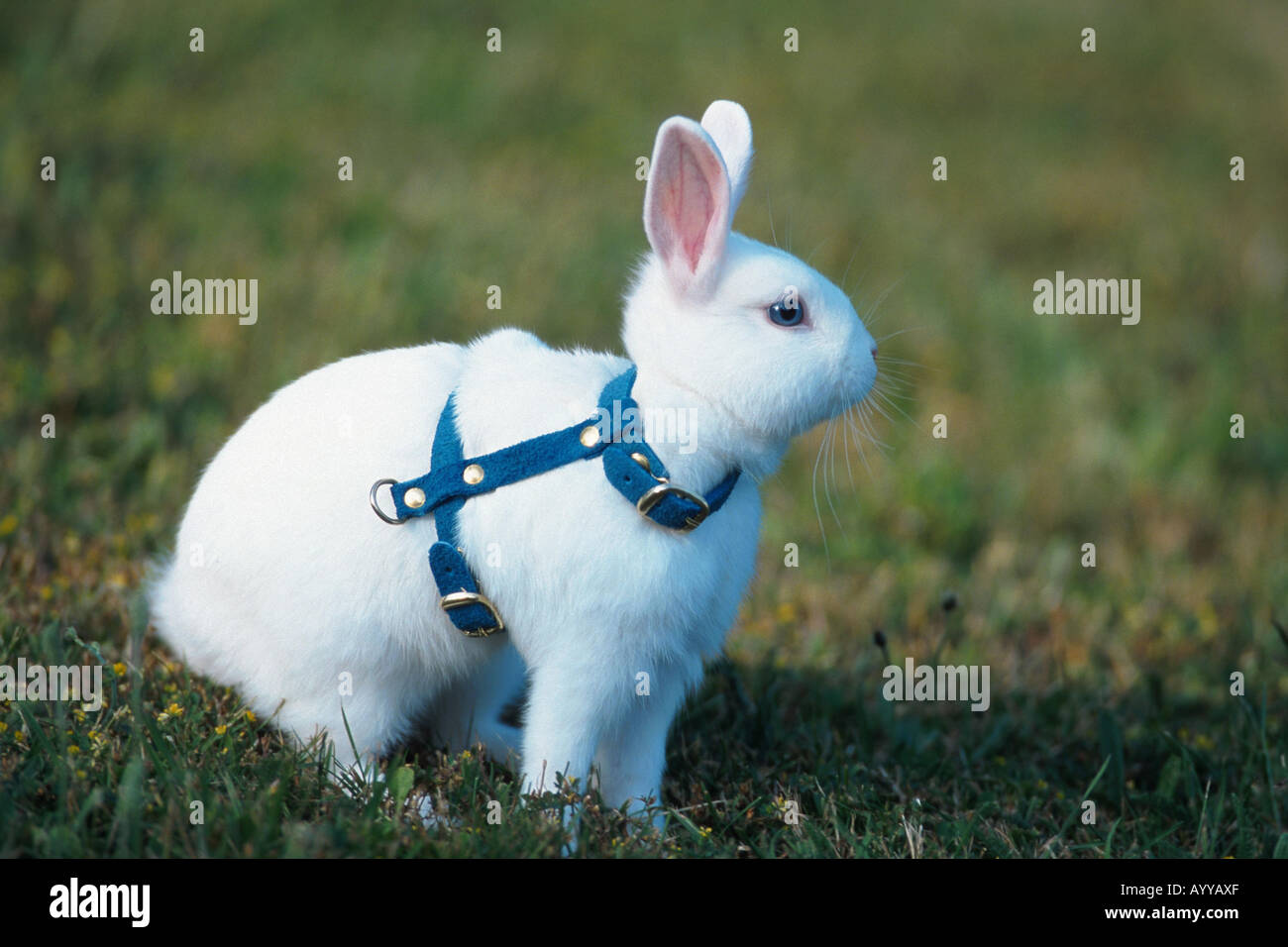 pygmy rabbit (Sylilagus idahoensis, Brachylagus idahoensis, Lepus idahoensis), with harness Stock Photo