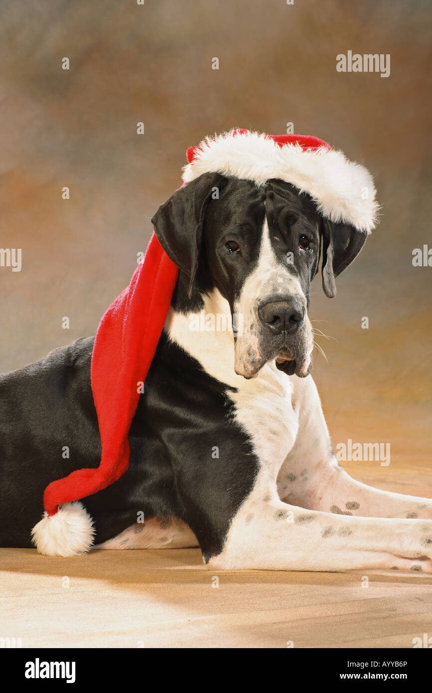Christmas Dane 