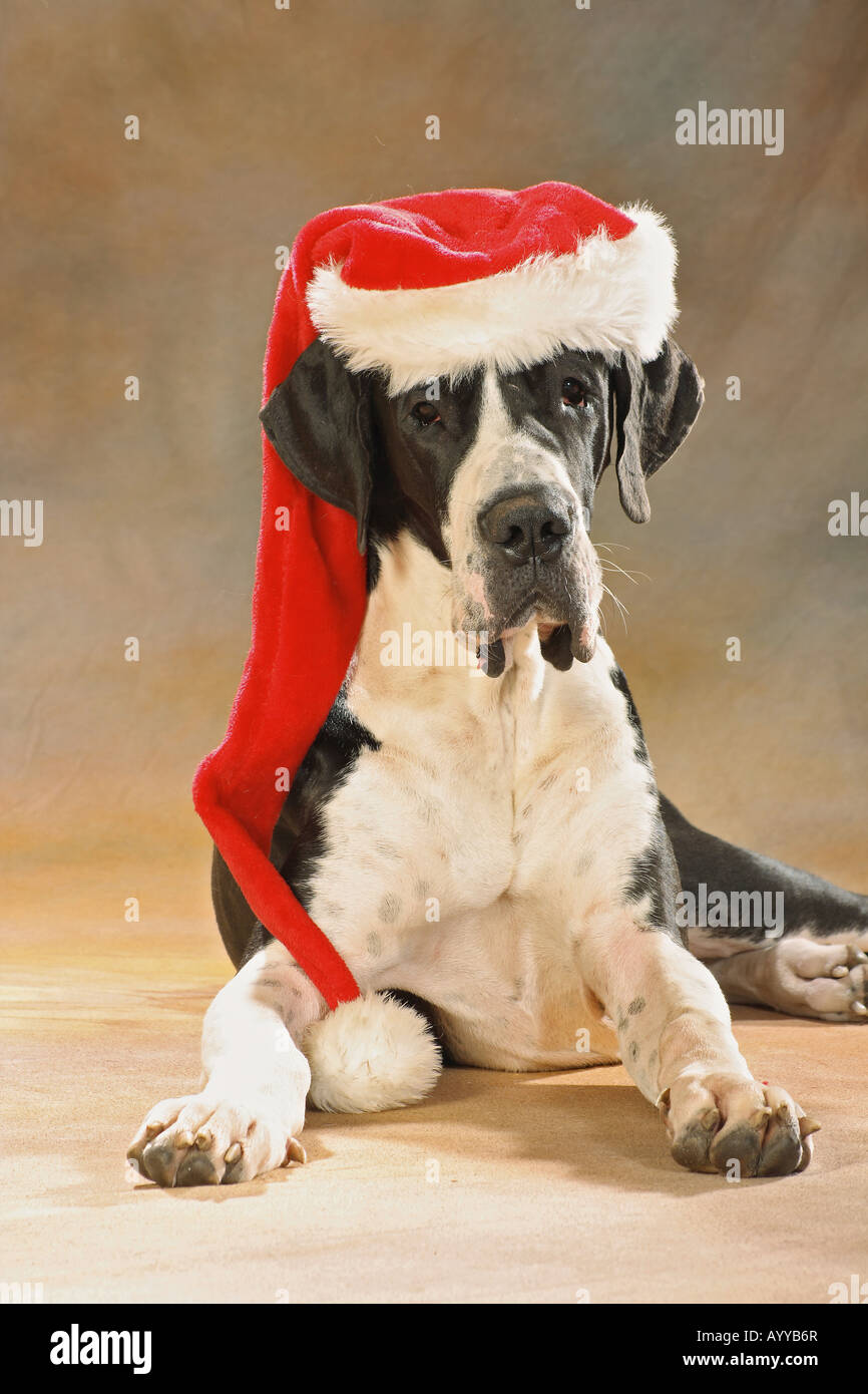 Christmas Great Dane with Santa Claus cap Stock Photo Alamy