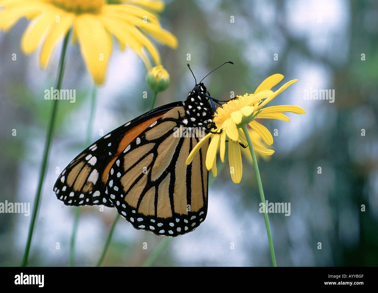 monarch butterfly, milkweed (Danaus plexippus), tropical rainforest, America Stock Photo