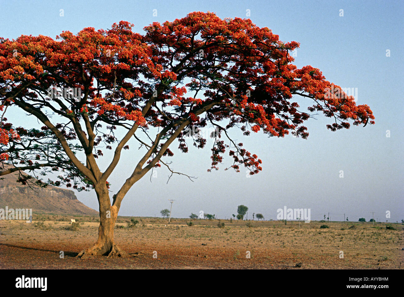 Gulmohar Tree Stock Photo