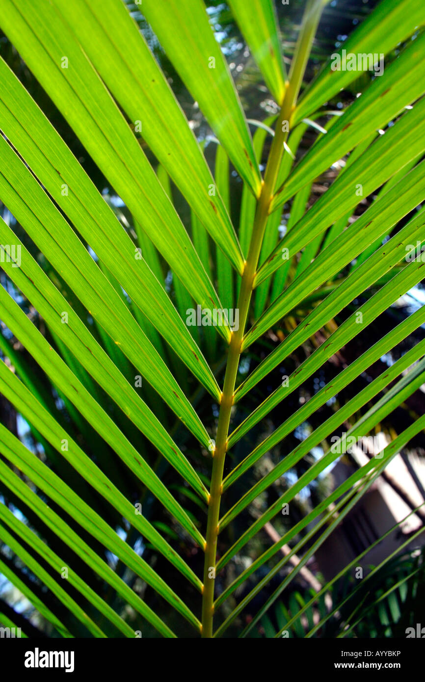 Detailed close-up of a cycad frond palm leaf in a wild tropical setting - woods jungles woodlands forests rainforests garden Stock Photo