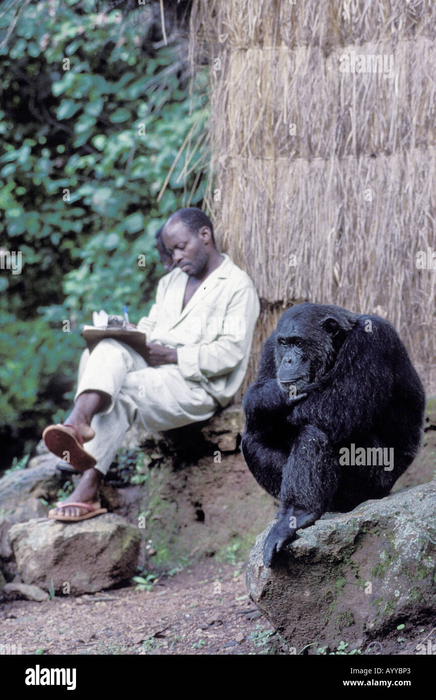 Easthern common chimpanzee (Pan troglodytes schweinfurthii), with man
