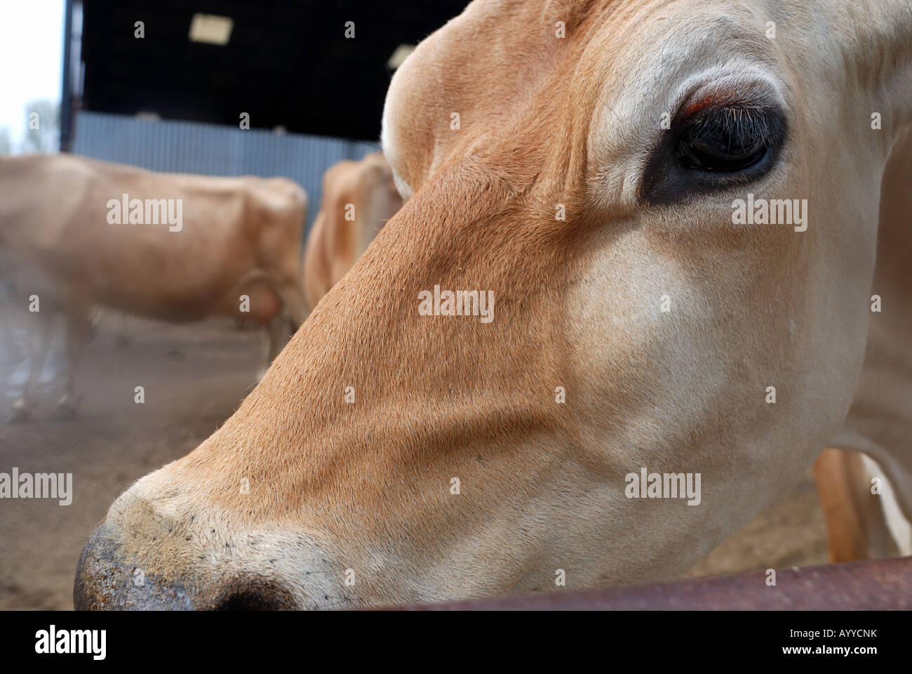 Close up cows face Stock Photo