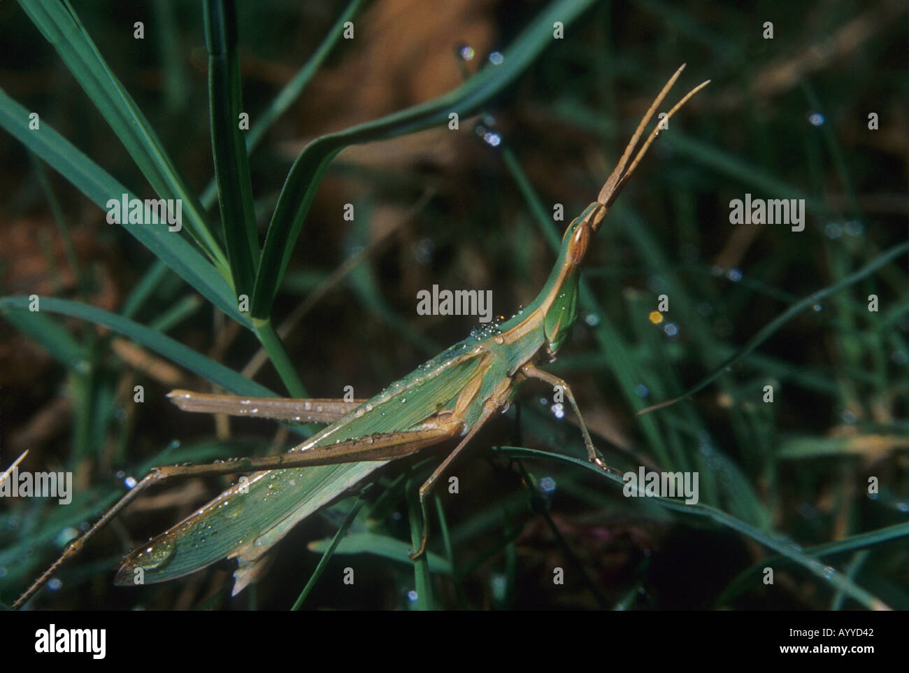 shorthorned of the family Acrididae Stock Photo Alamy