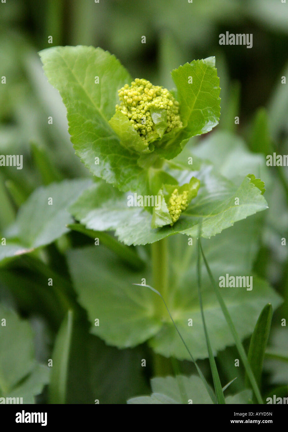 Yellow or Biennial Perfoliate Alexander Smyrnium perfoliatum Stock Photo