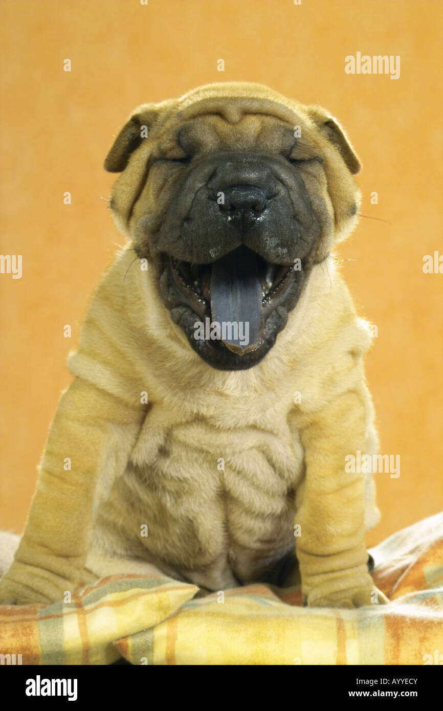Shar Pei puppy - sitting on pillow - yawning Stock Photo