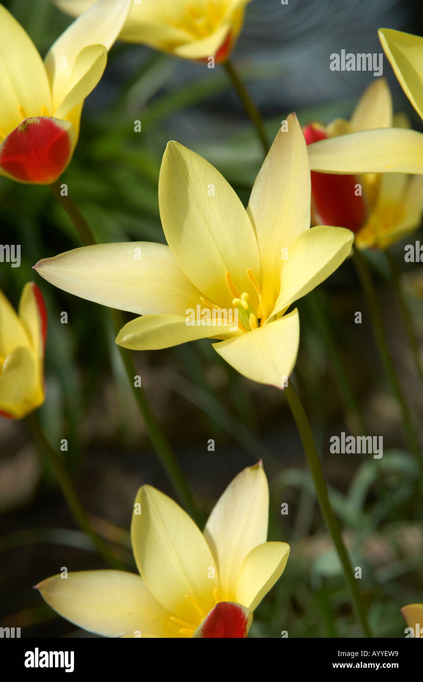 Tulip tinka hires stock photography and images Alamy