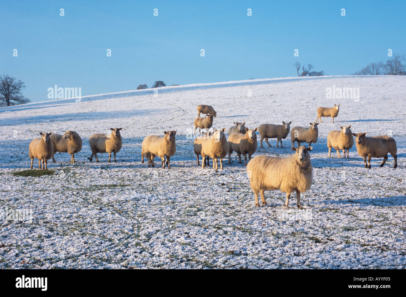 Sheep Berkhamsted Common Herts Winter Stock Photo
