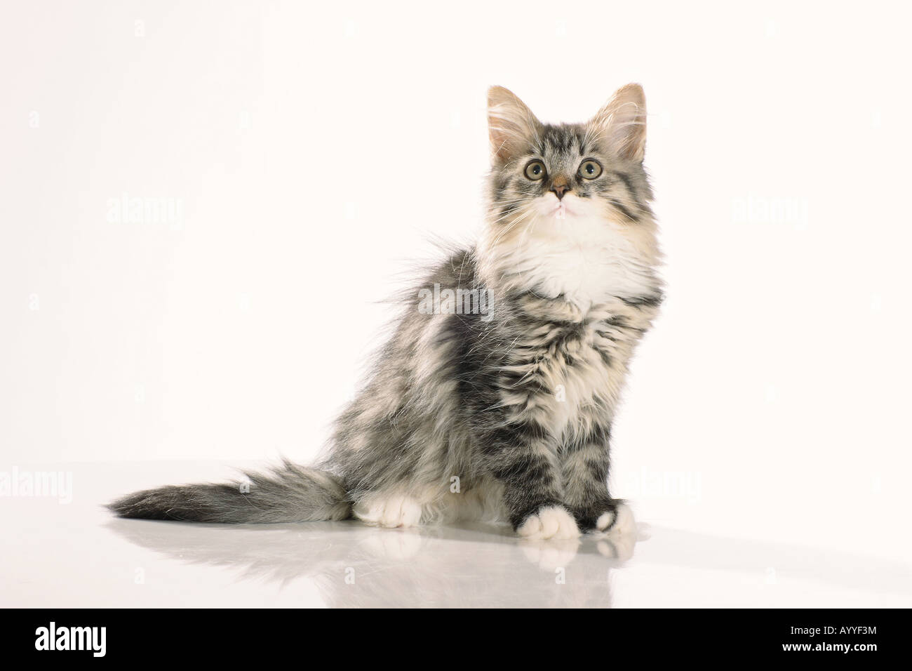 Siberian Forest Cat Tabby Kitten Sitting Studio Picture Against A siberian-forest-cat-tabby-kitten-sitting-studio-picture-against-a