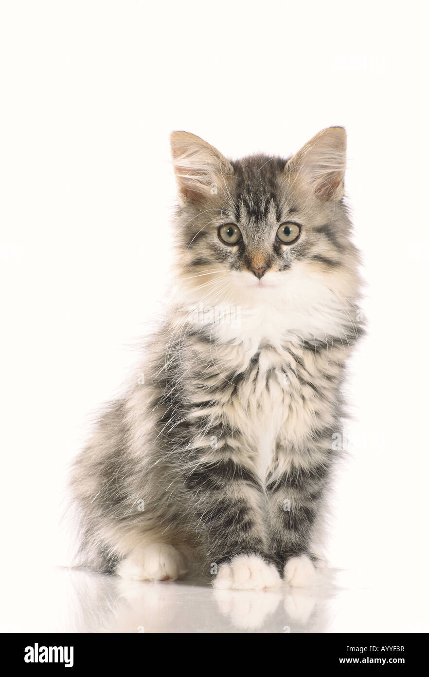 Siberian Forest Cat Tabby Kitten Sitting Studio Picture Against A siberian-forest-cat-tabby-kitten-sitting-studio-picture-against-a