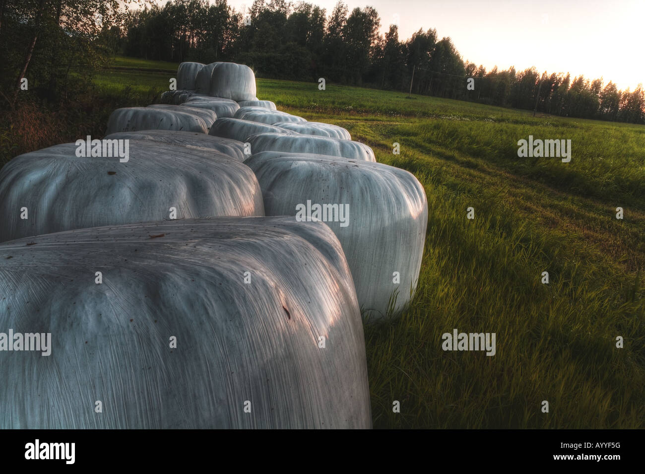 Plastic wrapped hay bales Stock Photo Alamy