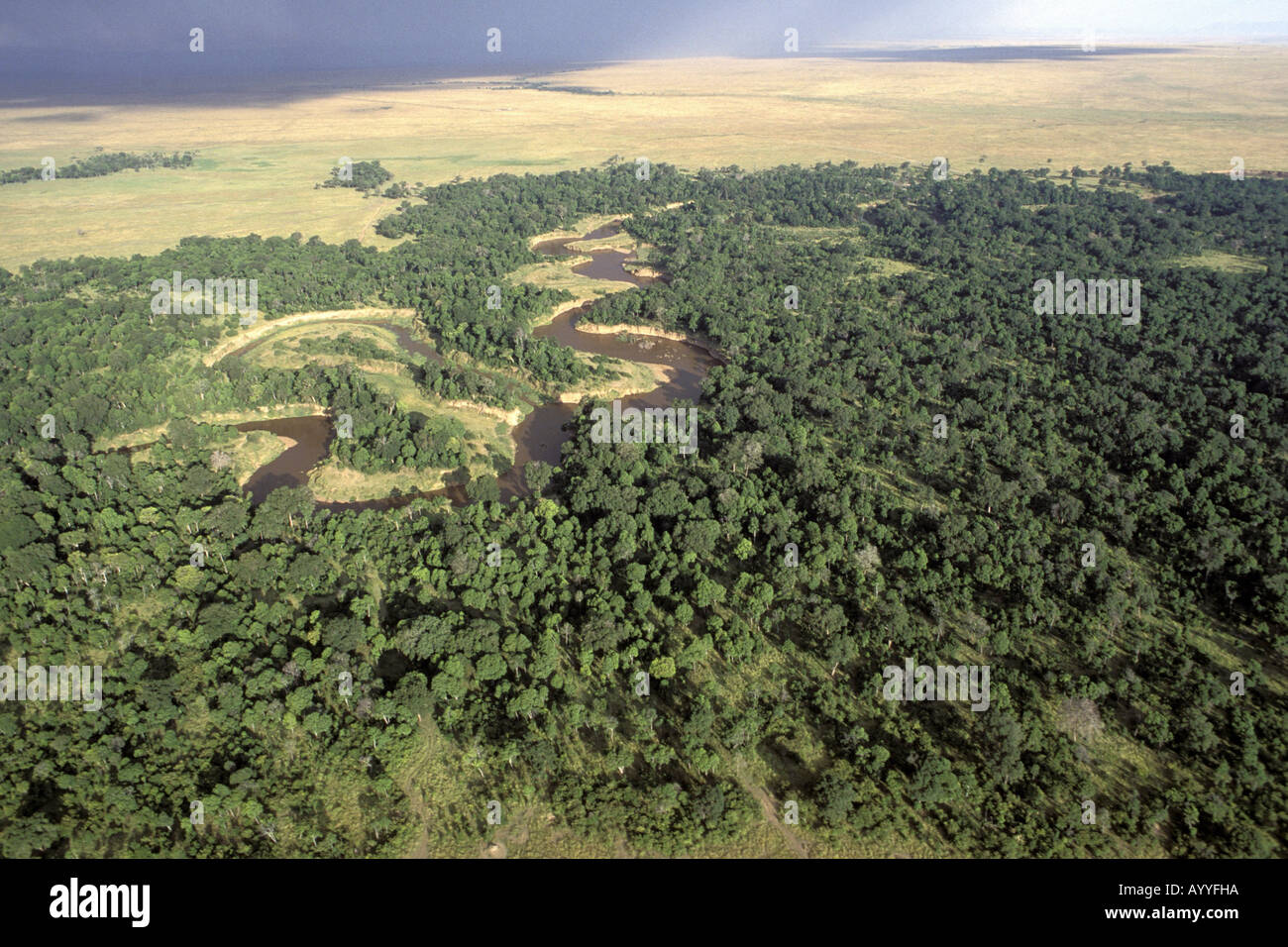 African landscape, gallery forest with savanna, aerial view, Kenya, Masai Mara Stock Photo