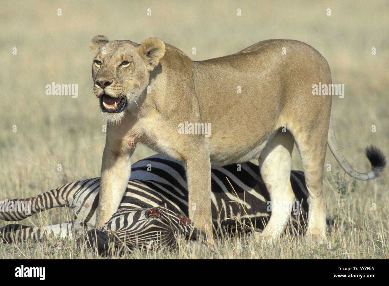 lion (Panthera leo), lioness with killed zebra, Kenya, Masai Mara ...