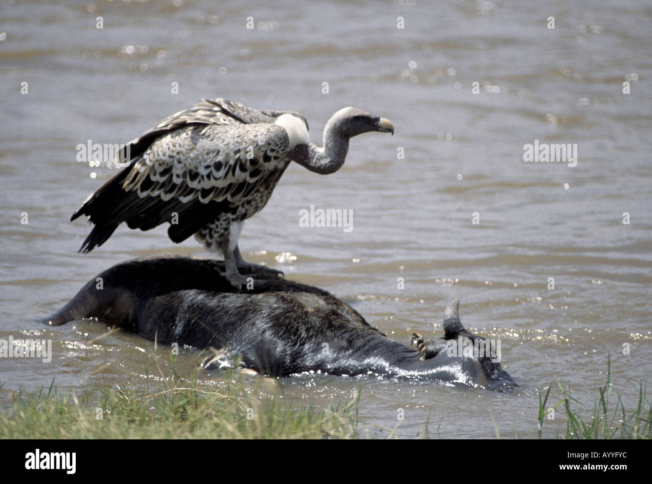 Ruppel's griffon, Rueppells griffon vulture (Gyps rueppelli), standing ...