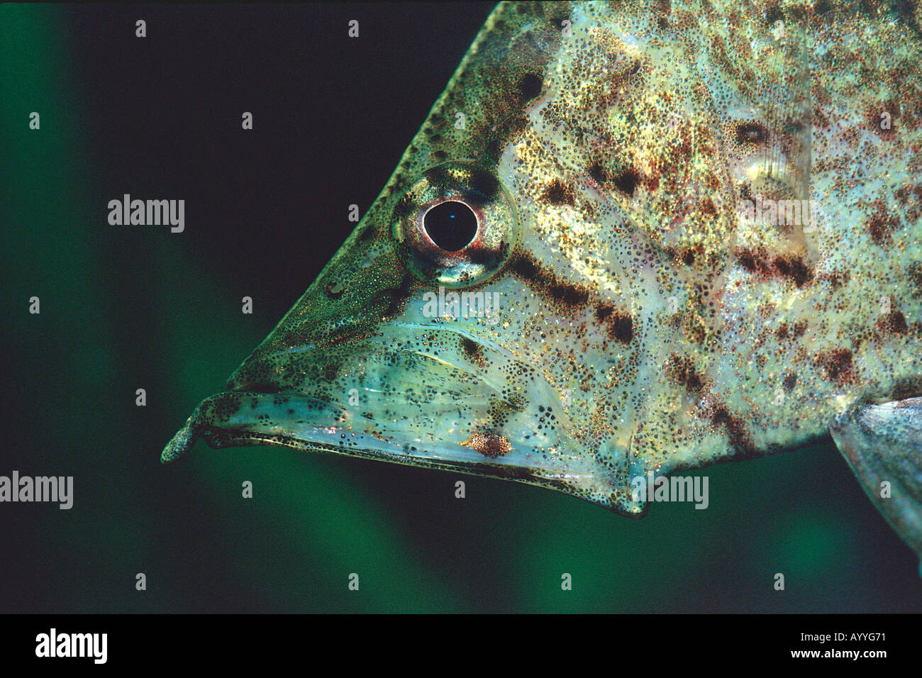 South american leaf fish Monocirrhus polyacanthus South america Rio