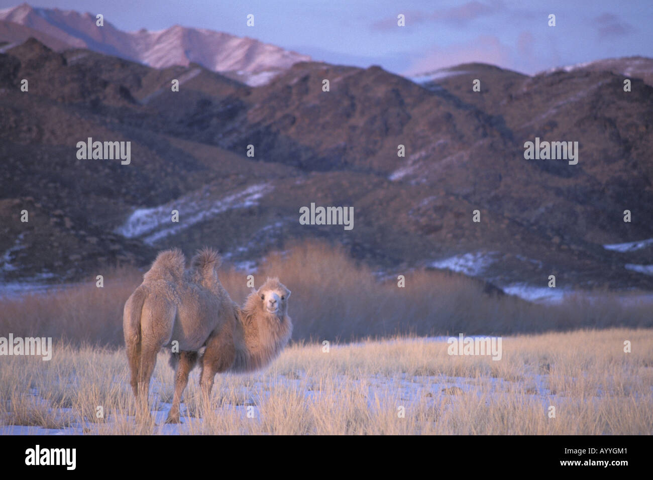 Bactrian camel, two-humped camel (Camelus bactrianus), standing in the steppe, Mongolia, Altai Gebirge Stock Photo