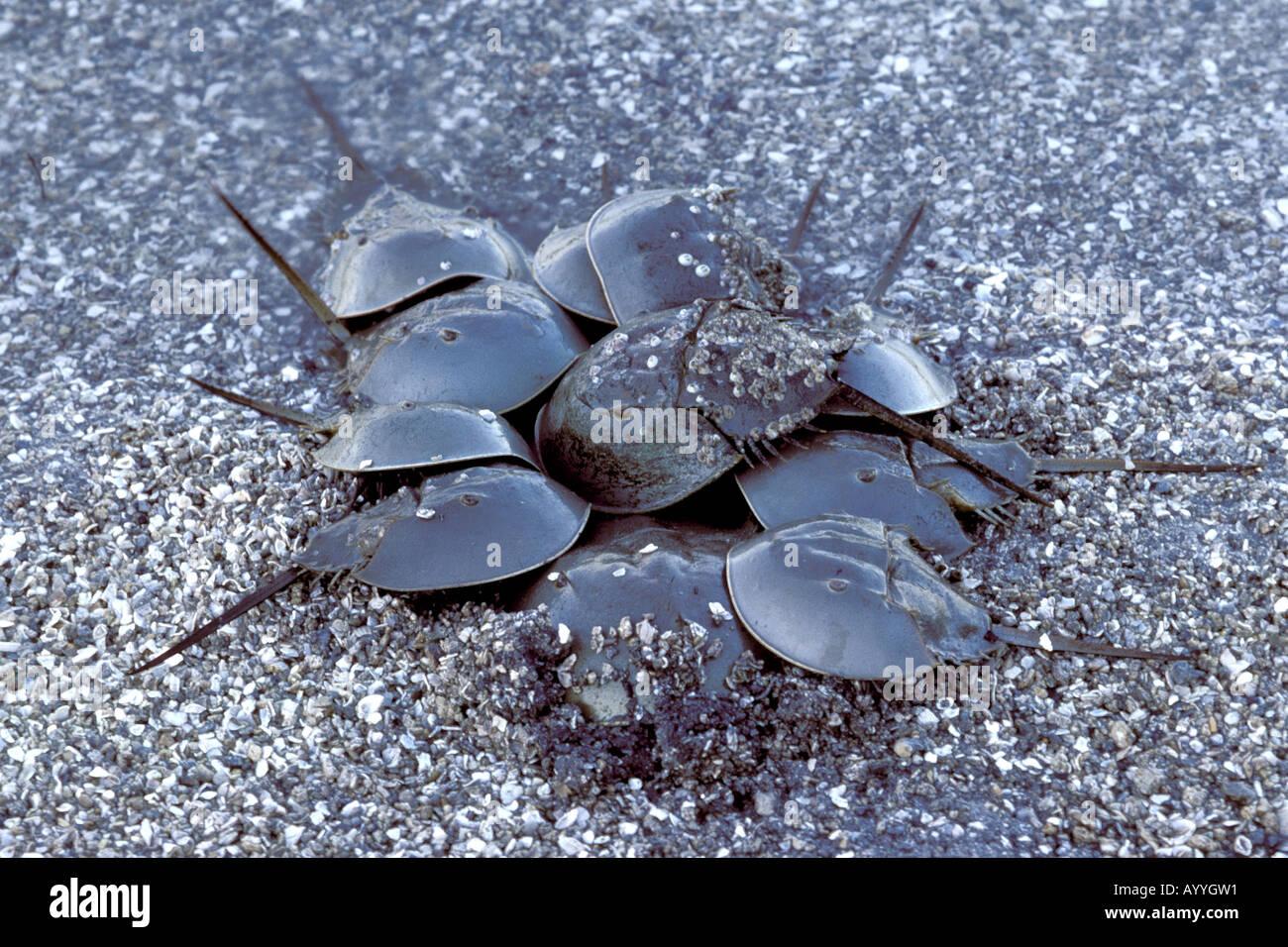 horseshoe crabs (Xiphosura), several individuals together, USA Stock