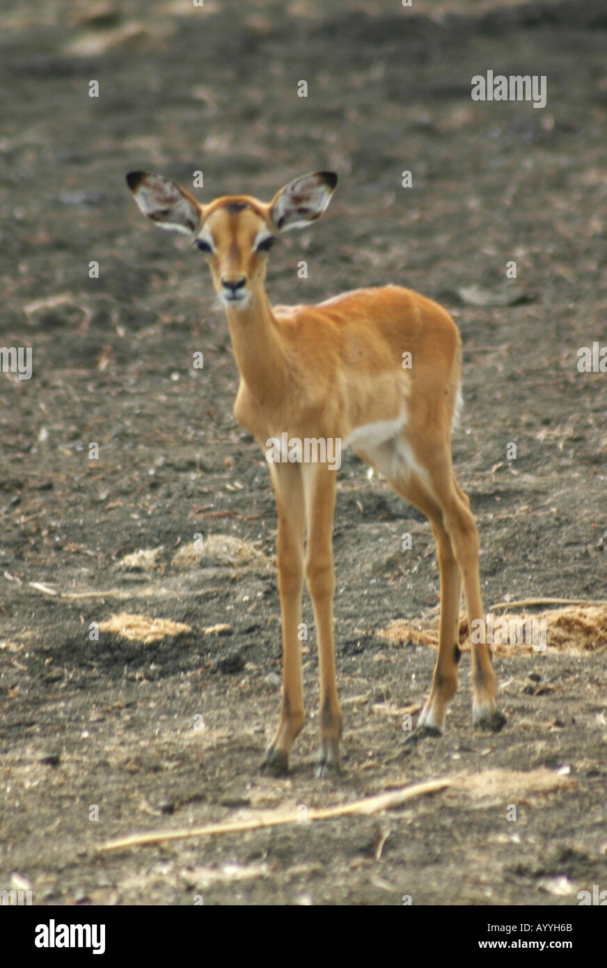 IMPALA Aepyceros melampus melampus A young female in the Okavango Delta of Botswana Stock Photo