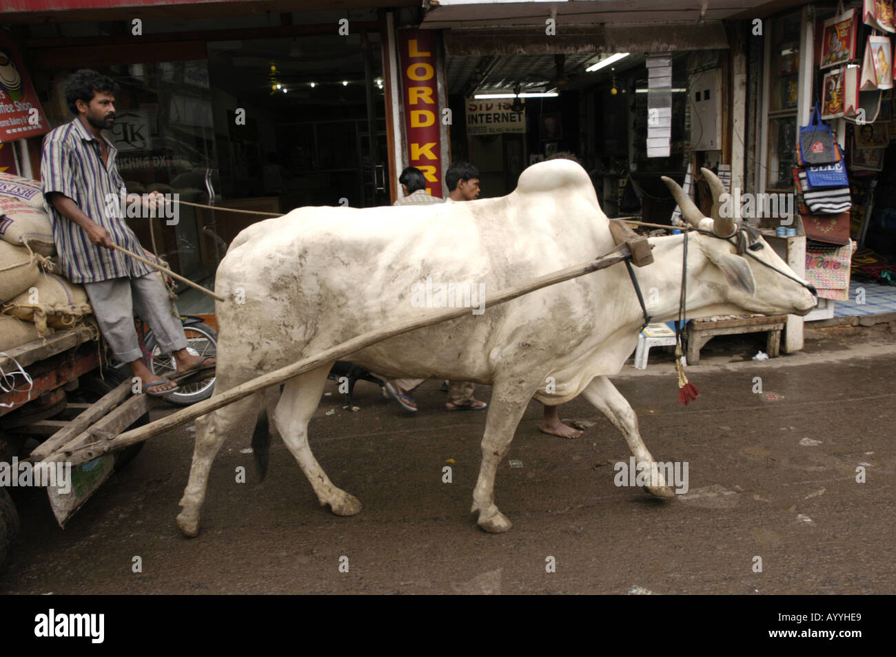 Traditional indian cart hauled by white horned hump ox New Delhi India Stock Photo