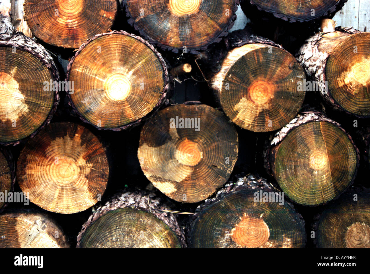 Cut ends of logs Stock Photo Alamy