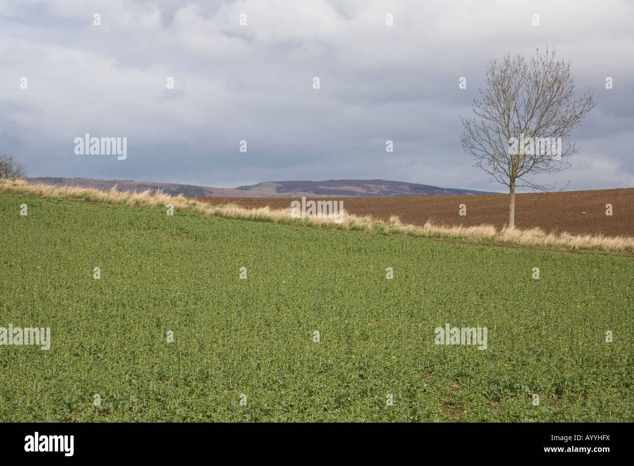 Rural farm fields near Glanton Northumberland,England Stock Photo - Alamy