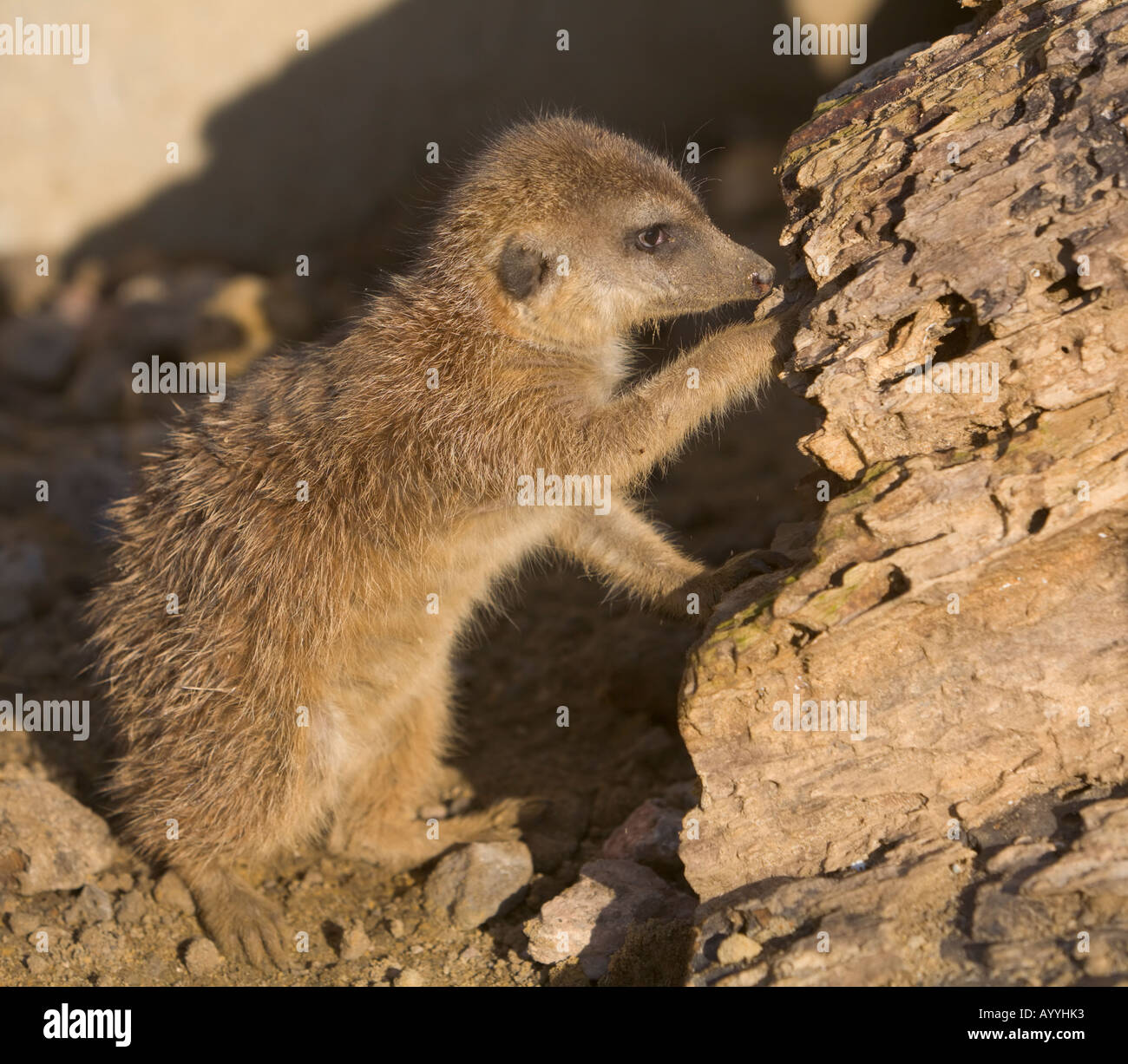 A meerkat (suricata suricatta) Stock Photo